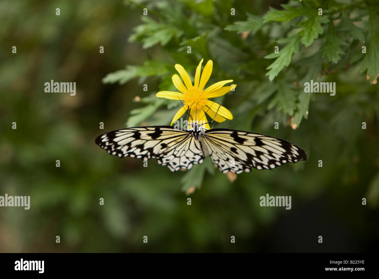 Malabar Baum Nymphe Schmetterling, Idee Malabarica Papier Drachen Schmetterling Stockfoto