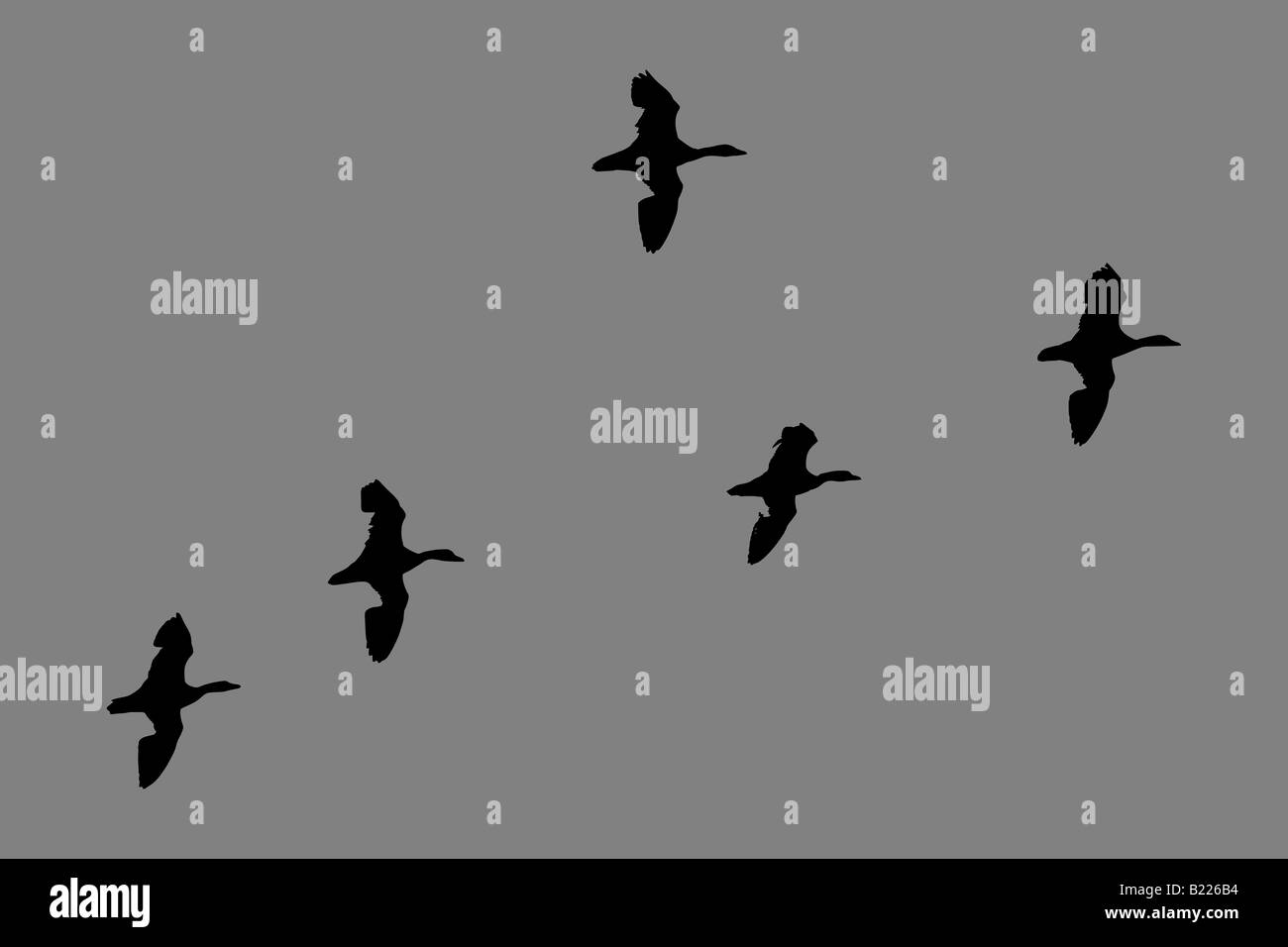 Mehr Schnee Gänse im Flug Stockfoto