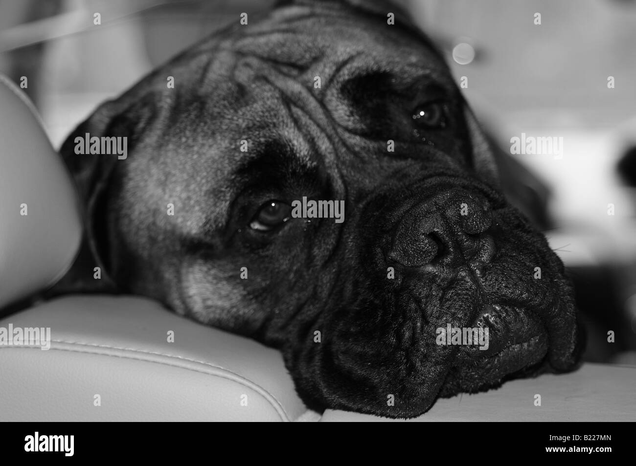 Ein Bullmastiff (Bull Mastiff)-Hund den Kopf über den Rücken von den Ledersitzen eines Autos, peering, wie sein Besitzer geht weg. Stockfoto