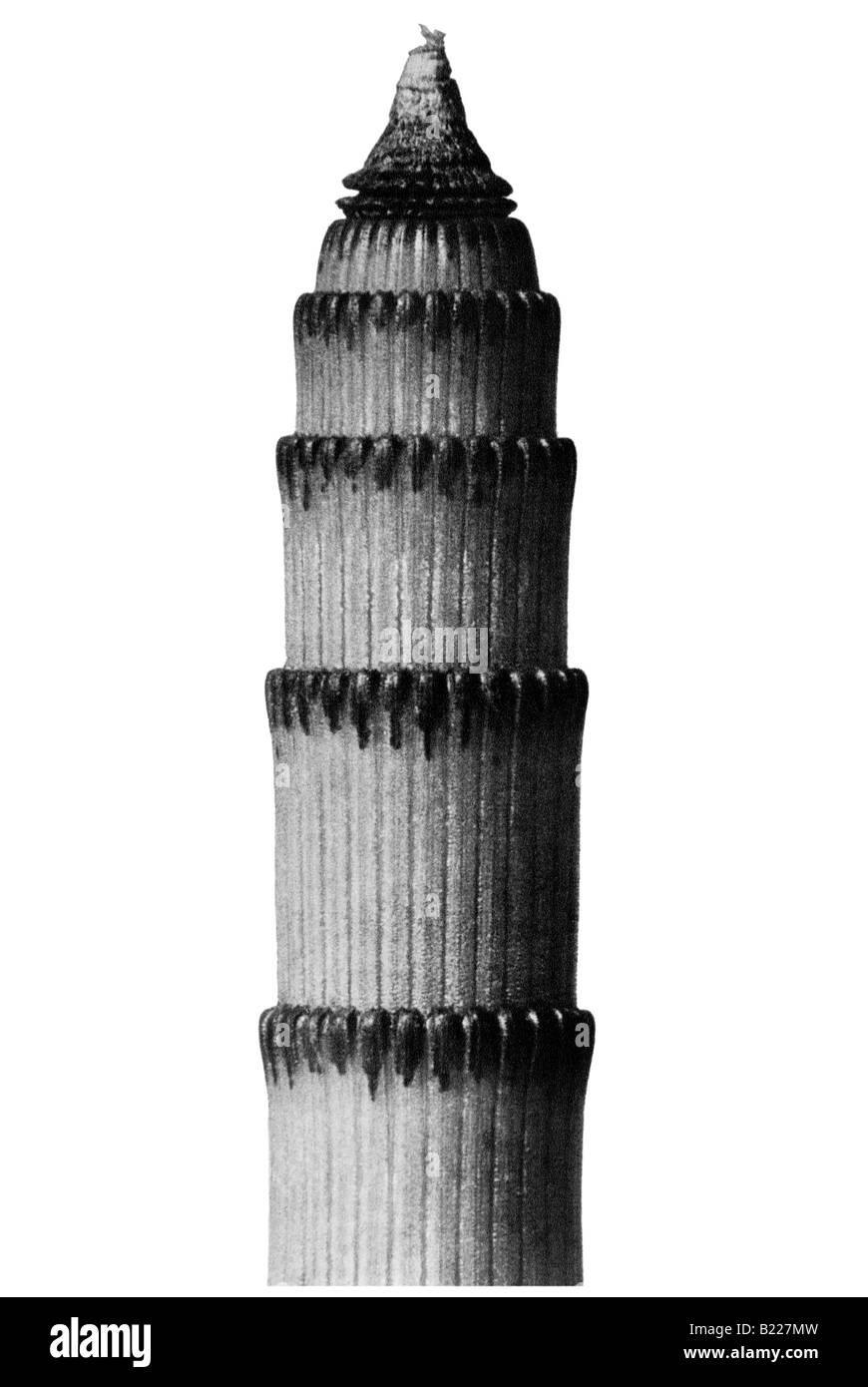 Grobe Schachtelhalm Archetypen der Kunst Karl Blossfeldt Urformen der Kunst Stockfoto