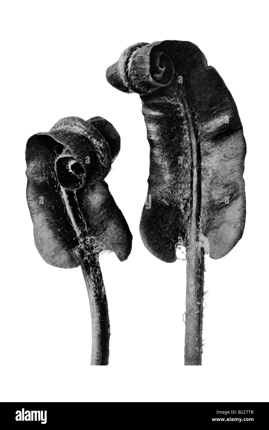 Hart s Zunge Archetypen der Kunst Karl Blossfeldt Urformen der Kunst Stockfoto