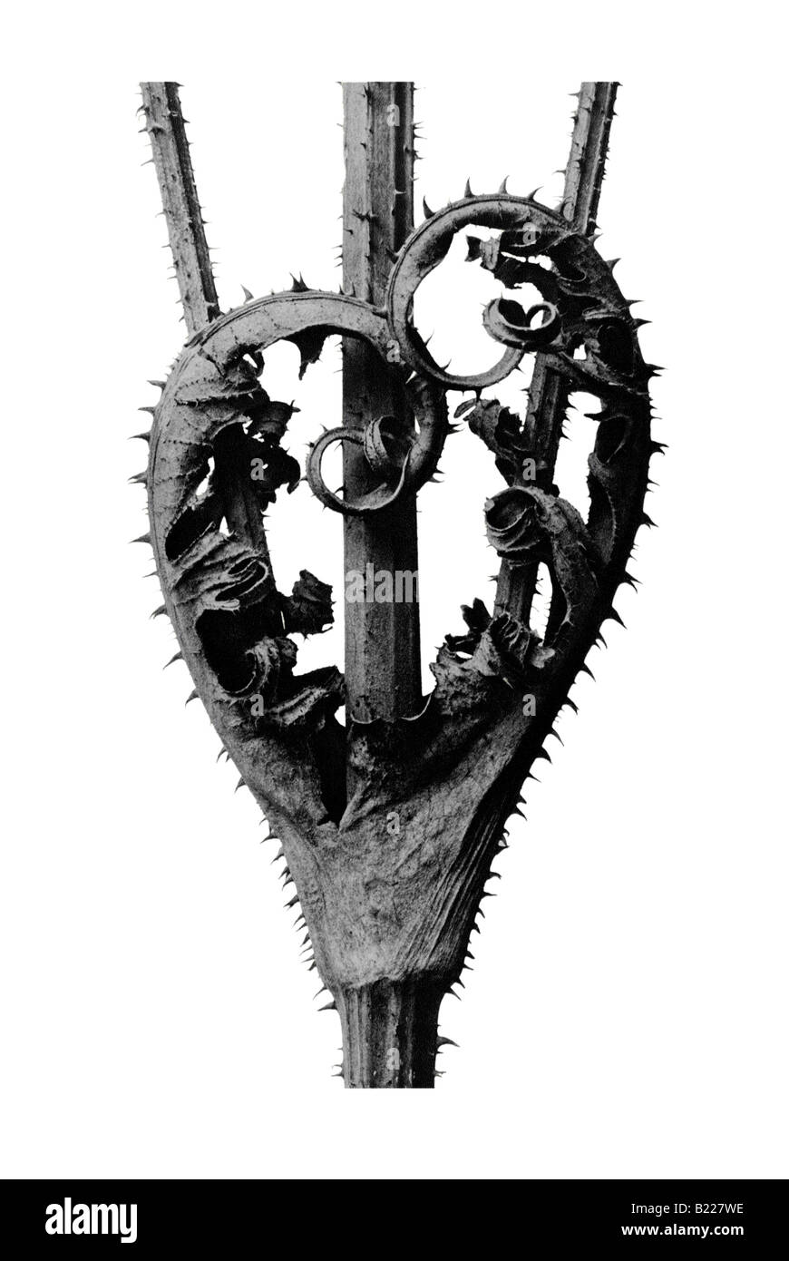 Karde Archetypen der Kunst Karl Blossfeldt Urformen der Kunst Stockfoto