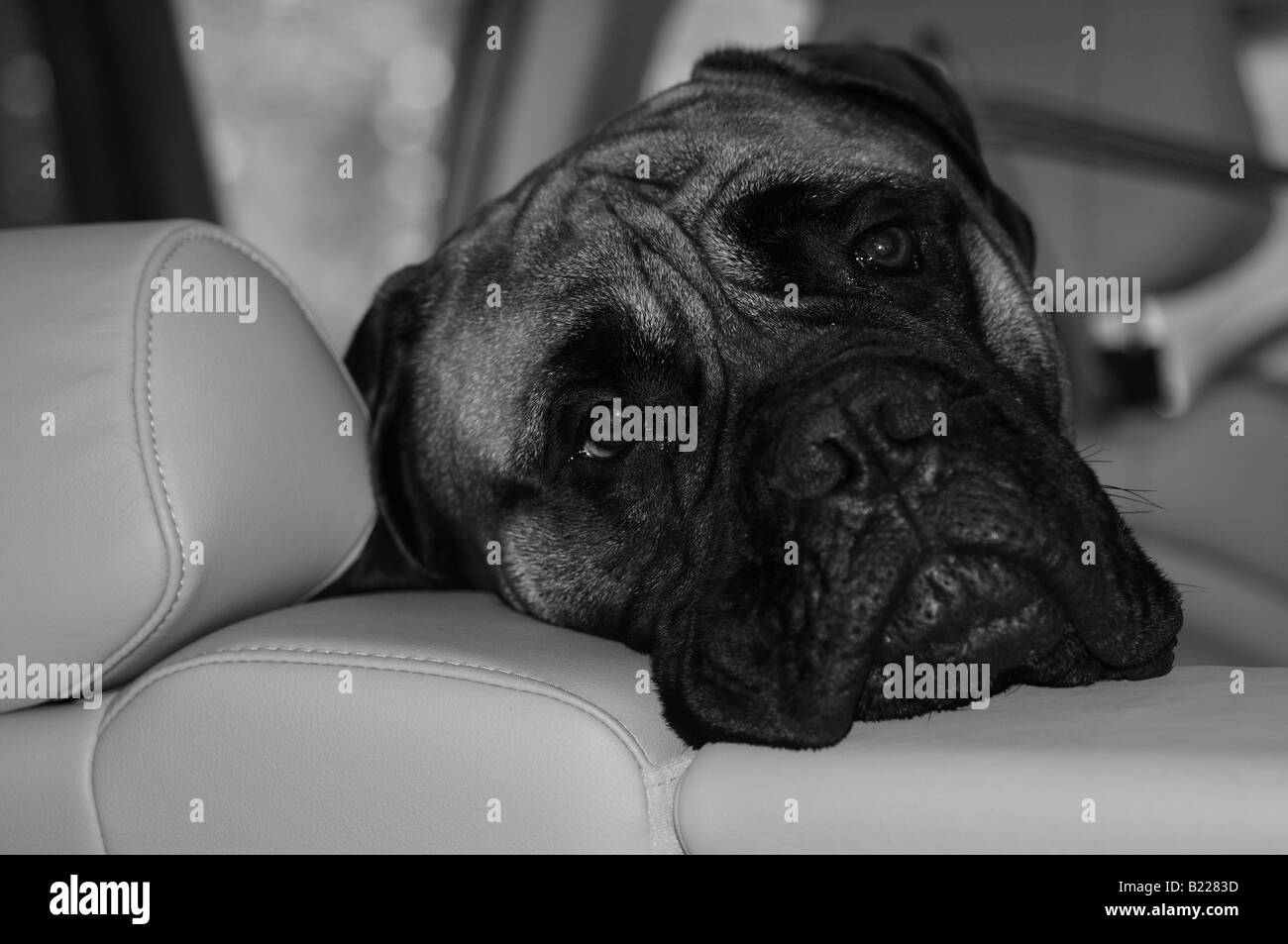 Ein Bullmastiff (Bull Mastiff)-Hund den Kopf über den Rücken von den Ledersitzen eines Autos, peering, wie sein Besitzer geht weg. Stockfoto