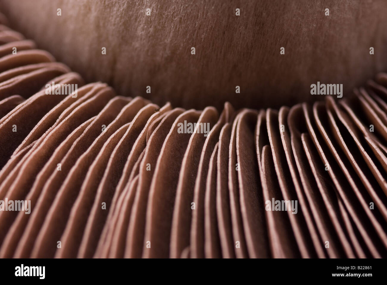 Portobello Mushroom, Makro Stockfoto