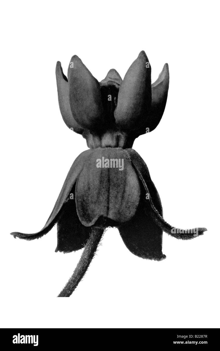 Silkweed Archetypen der Kunst Karl Blossfeldt Urformen der Kunst Stockfoto