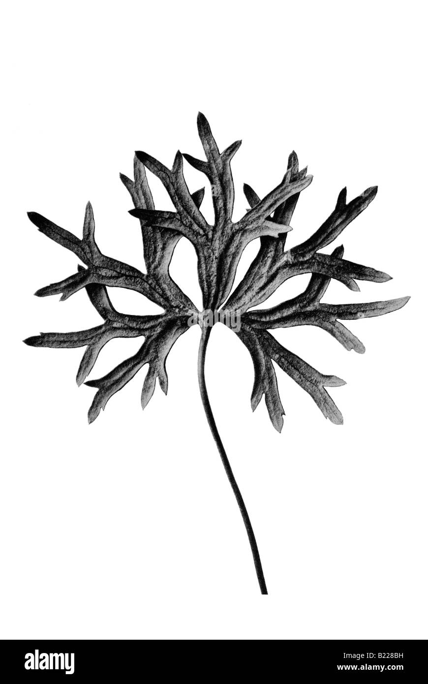 Eisenhut Archetypen der Kunst Karl Blossfeldt Urformen der Kunst Stockfoto