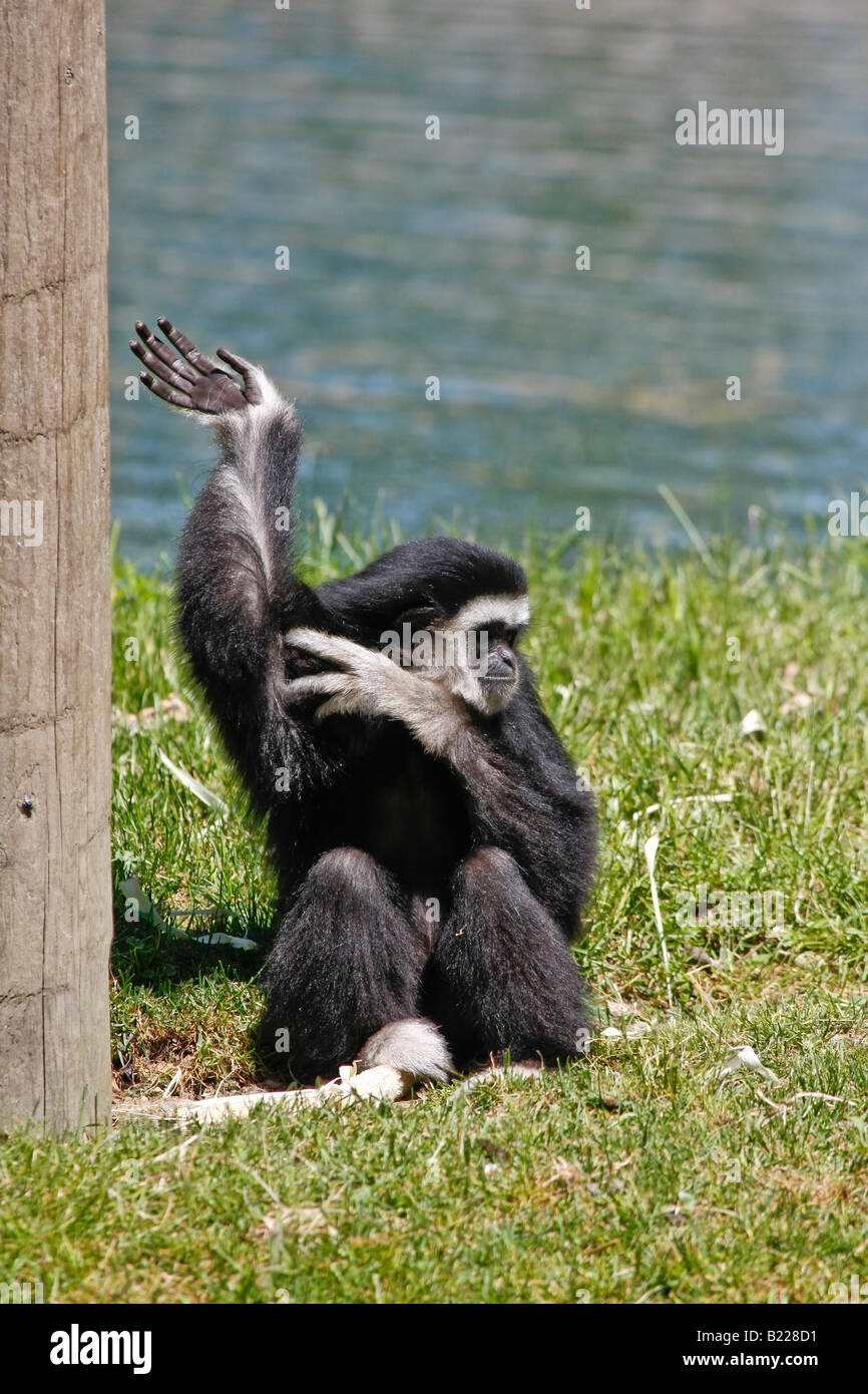 Afrikanische Safari in Port Clinton, Ohio, USA, amerikanischer junger Gibbon, Hi-res Stockfoto