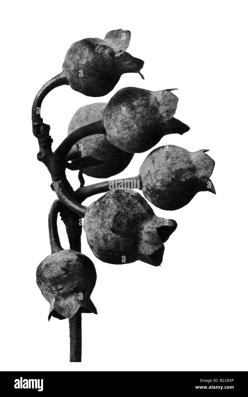 Heidelbeere Archetypen der Kunst Karl Blossfeldt Urformen der Kunst Stockfoto