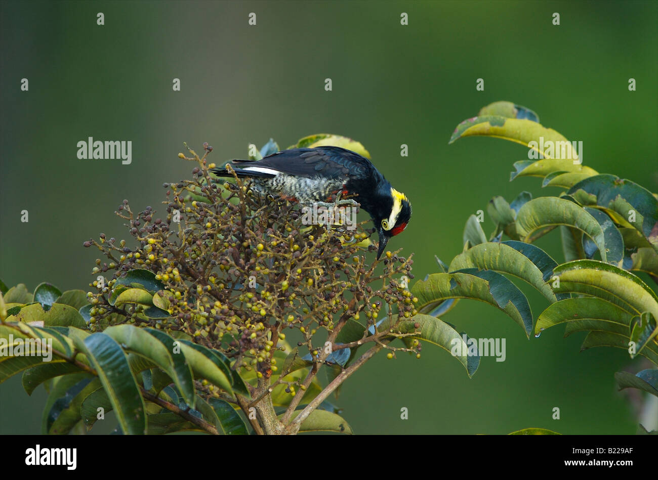 Gelbe getuftete Specht Fütterung auf Palmenfrucht Stockfoto