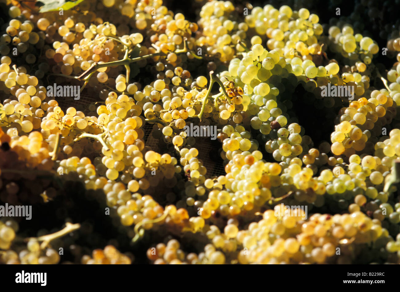 Vin Santo Trauben Castello di Monsanto Barberino Chianti Toskana Italien Stockfoto