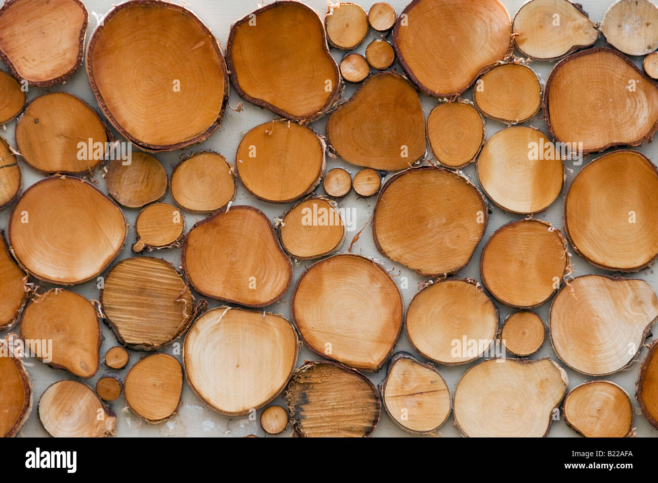 Silver Birch Holzmuster, Bestandteil der Widex Anhörung Garten, Hampton Court Palace Flower show 2008 Stockfoto