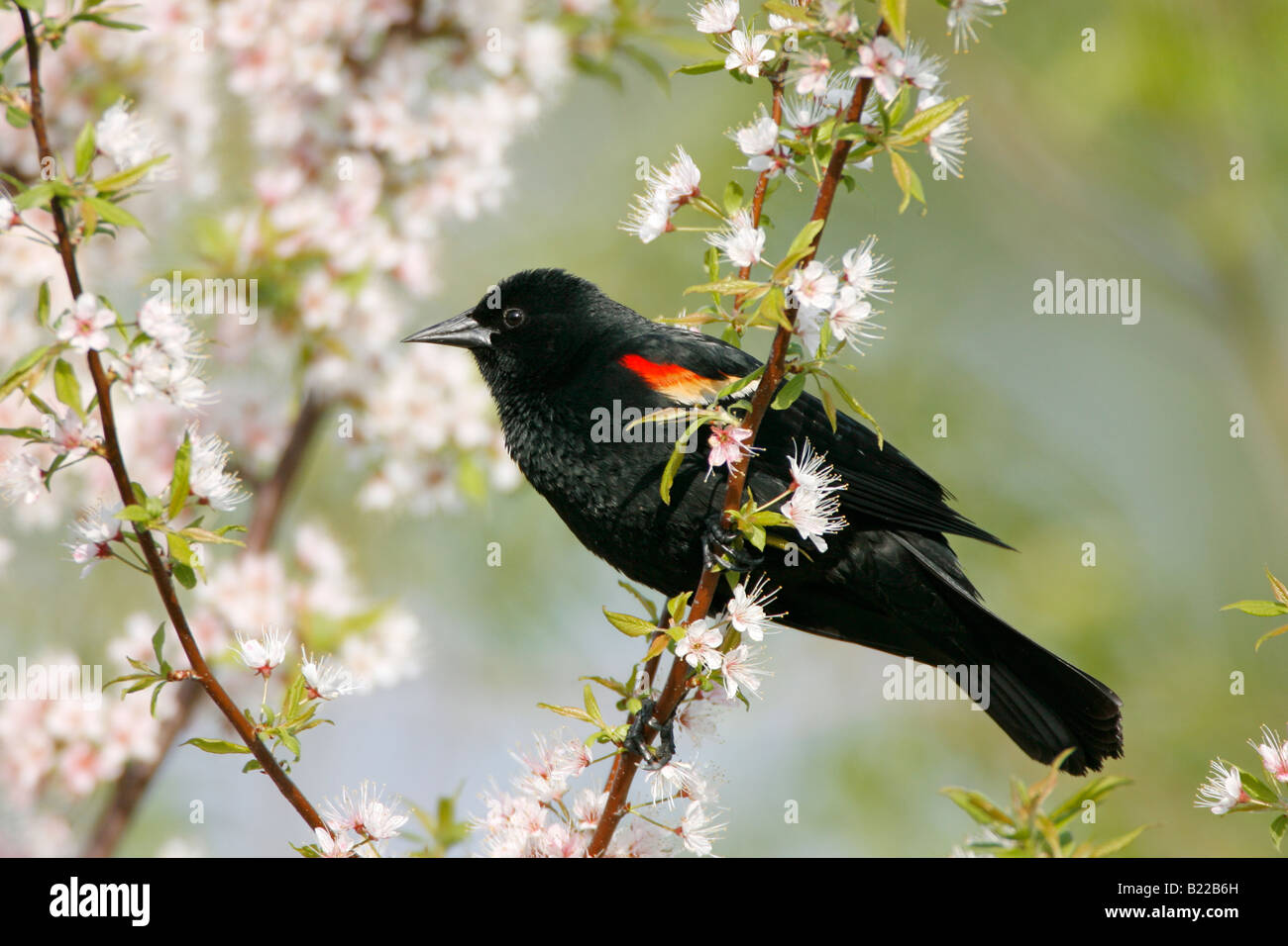 Rotschulterstärling thront in Kirschbaum-Blüten Stockfoto