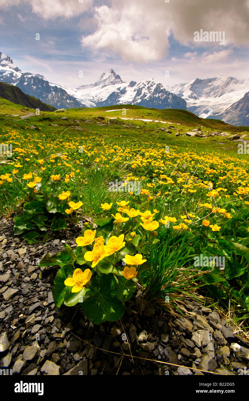 Alpine Sumpfdotterblumen (Caltha Palustris) ...mit dem Schreck- und Eiger, Berner Alpen. Schweiz Stockfoto