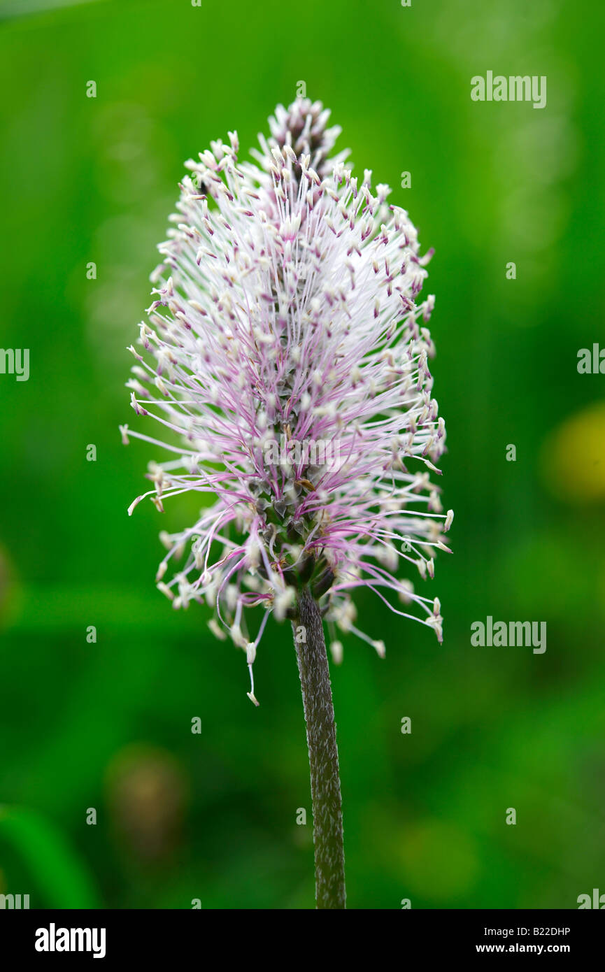 Protected alpine flower -Fotos und -Bildmaterial in hoher Auflösung – Alamy