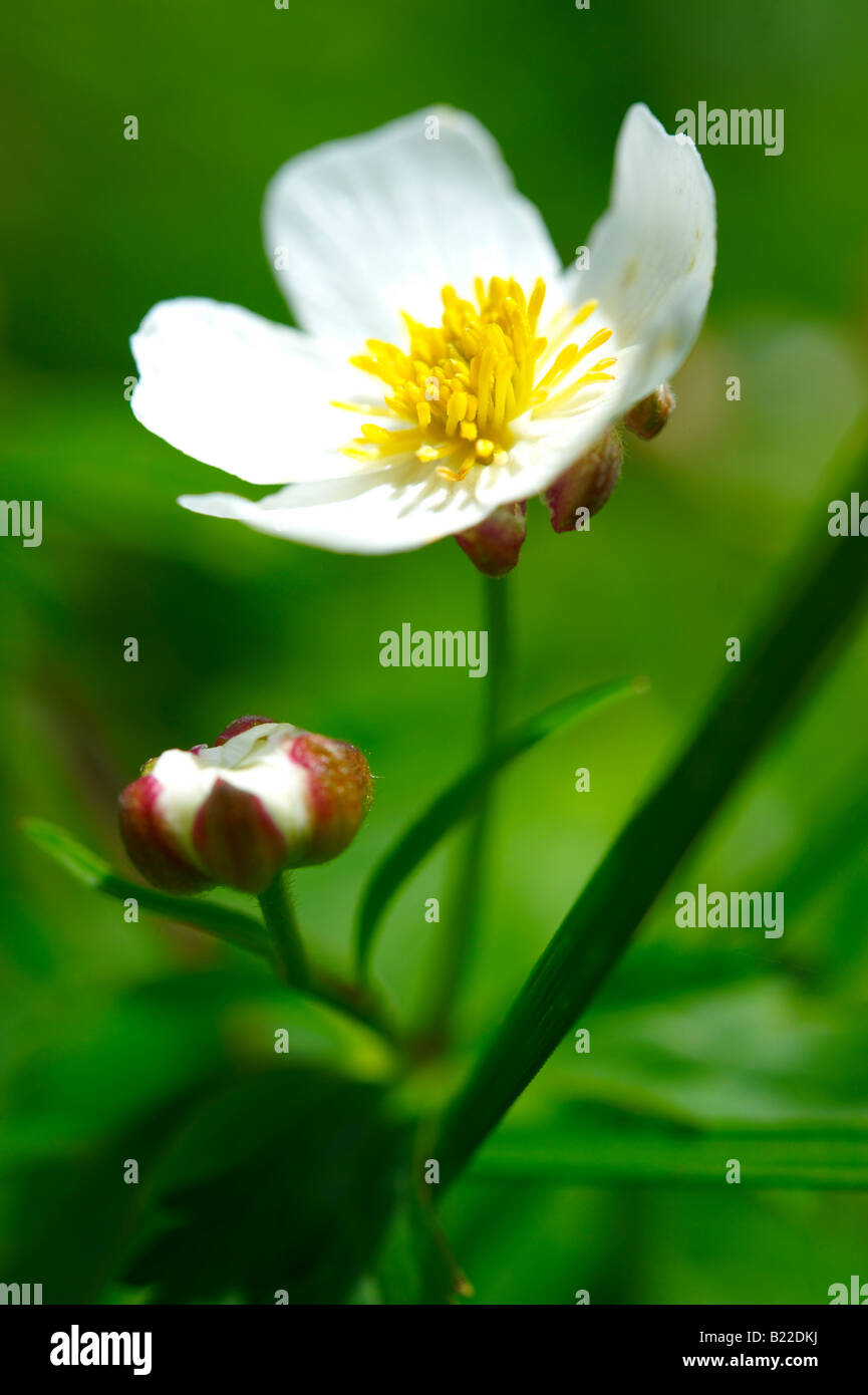 Alpen-Hahnenfuß (Ranunculus Alpestris), Berner Alpen, Schweiz Stockfoto