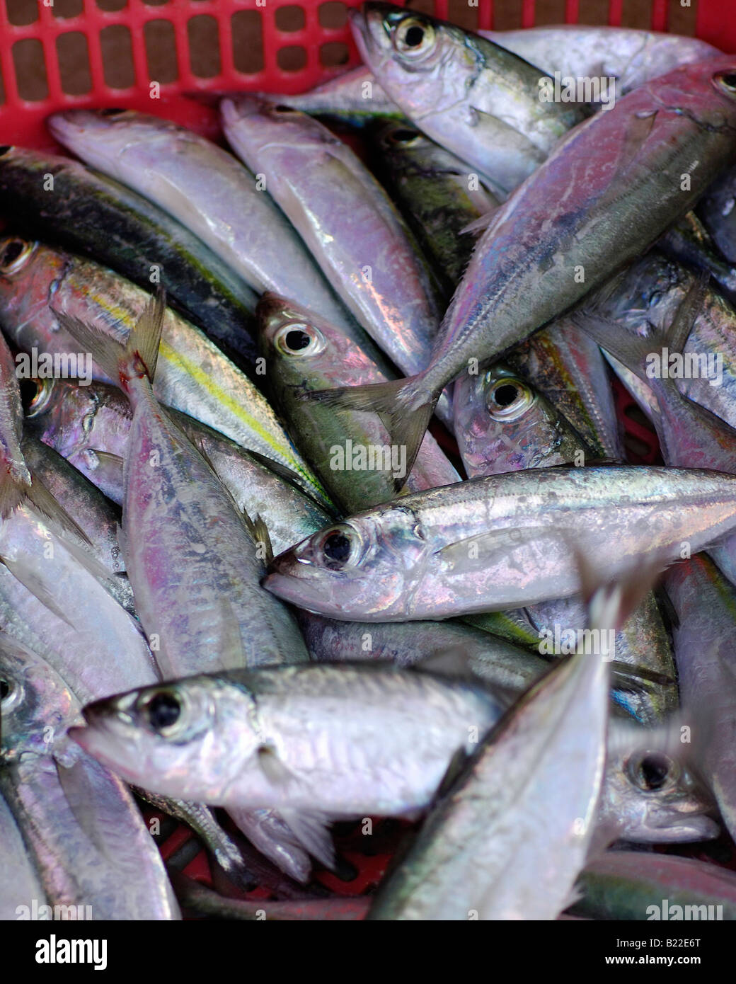 Fisch in einen Eimer Stockfoto