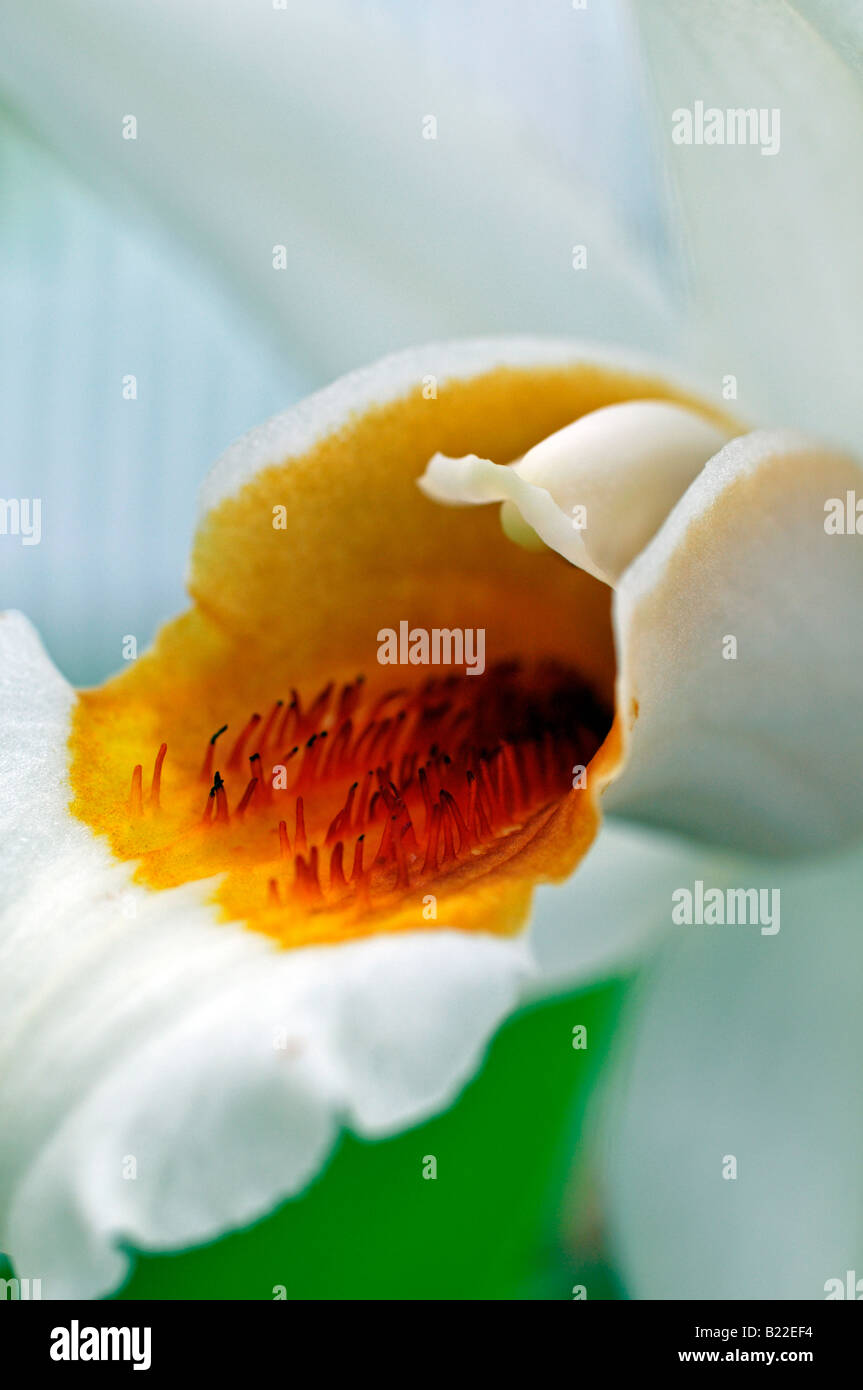 Coelogyne Mem. W. Micholitz (C. Mooreana × C. Lawrenceana) Orchideenarten Variante Stamm Sorte geöffnete Blüten blühen Blüte grün Stockfoto