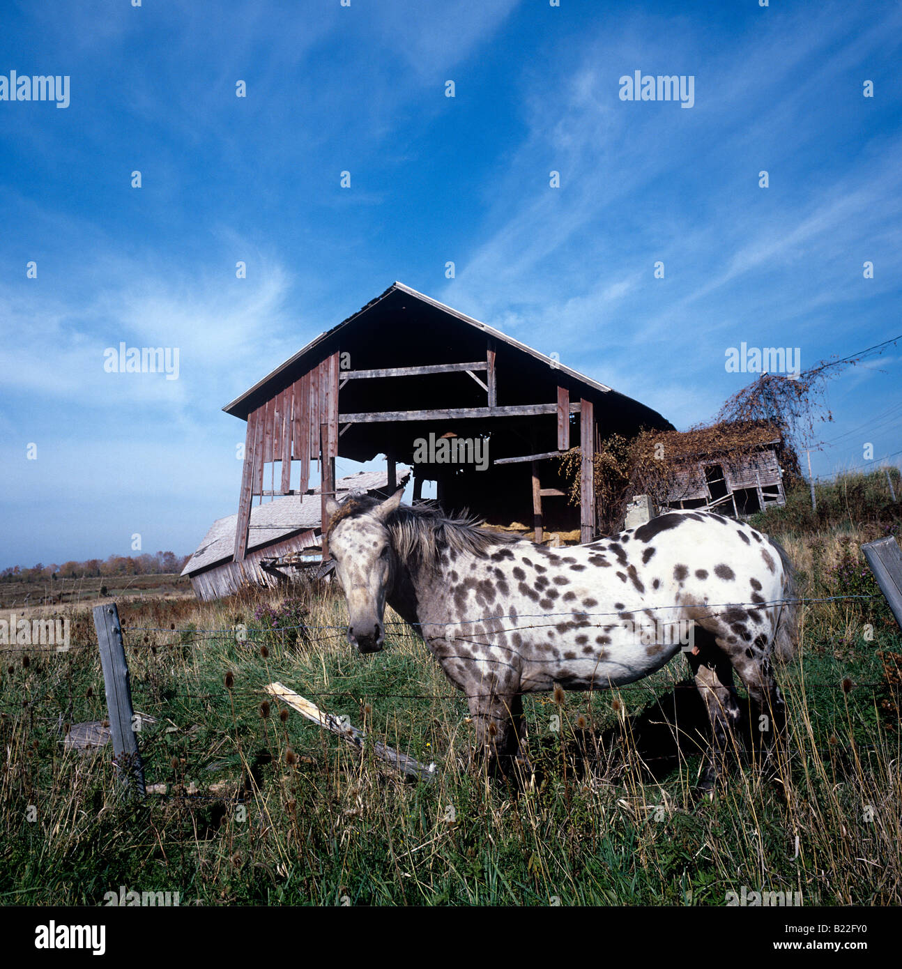 Junge Appaloosa Pferd vor einer erheblichen Scheune Komplex in einem Zustand der Zusammenbruch Upper New York State Stockfoto