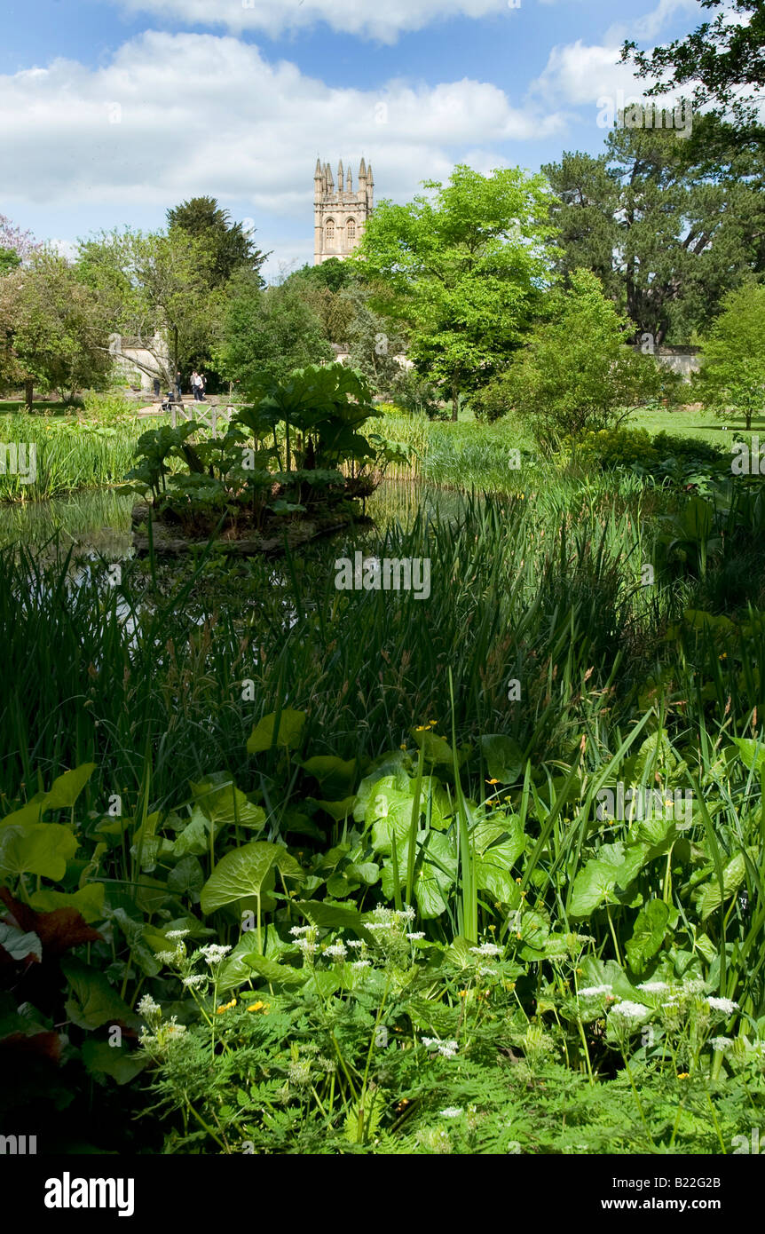 Der Botanische Garten in Oxford eines der ältesten medizinischen Gärten in Großbritannien blickt in Richtung Magdalen College Turm Stockfoto