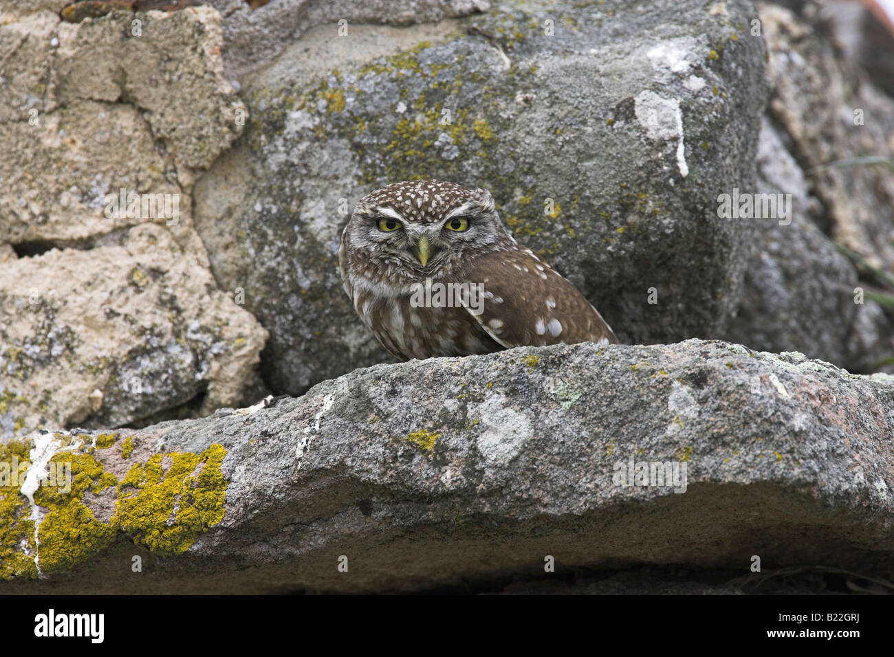 Steinkauz Athene Noctua gehockt Trockenmauer im Napi-Tal, Lesbos, Griechenland im April. Stockfoto