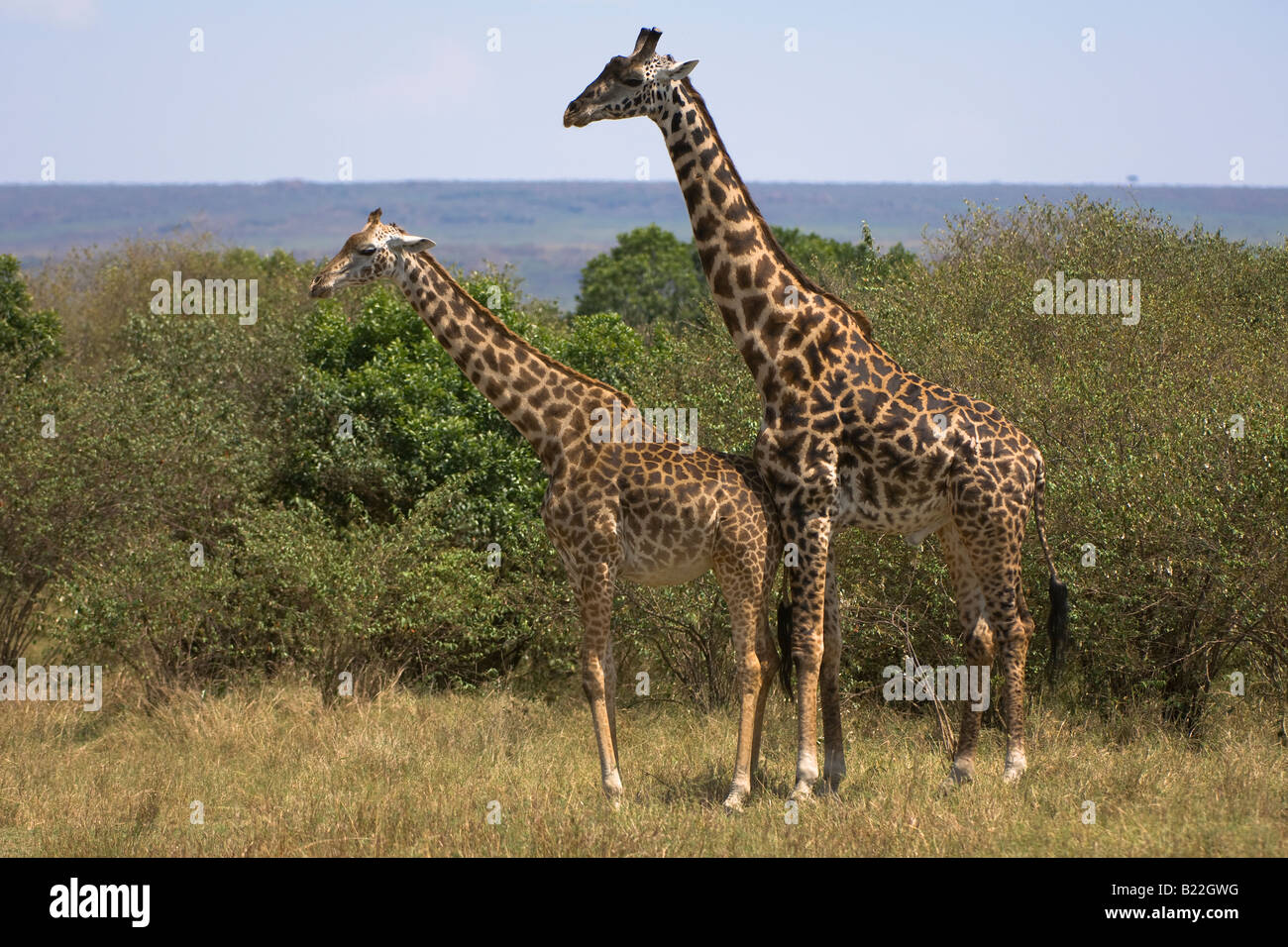 Masai-Giraffe Stockfoto