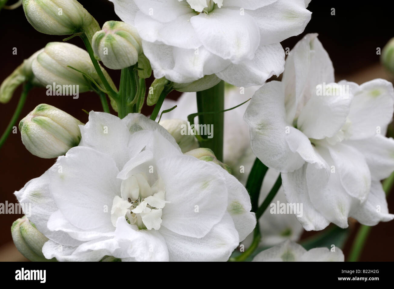 Delphinium pacific riesige Sorte sp Arten Varity Variante Closeup Nahaufnahme Makro weiße Blütenrispe Stockfoto