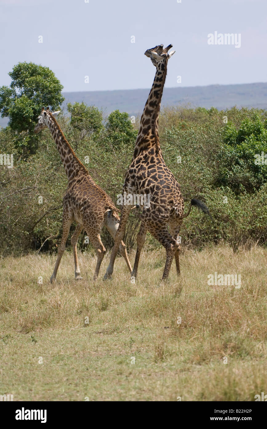 Masai Giraffen-Paarung, Kenia, Afrika Stockfoto