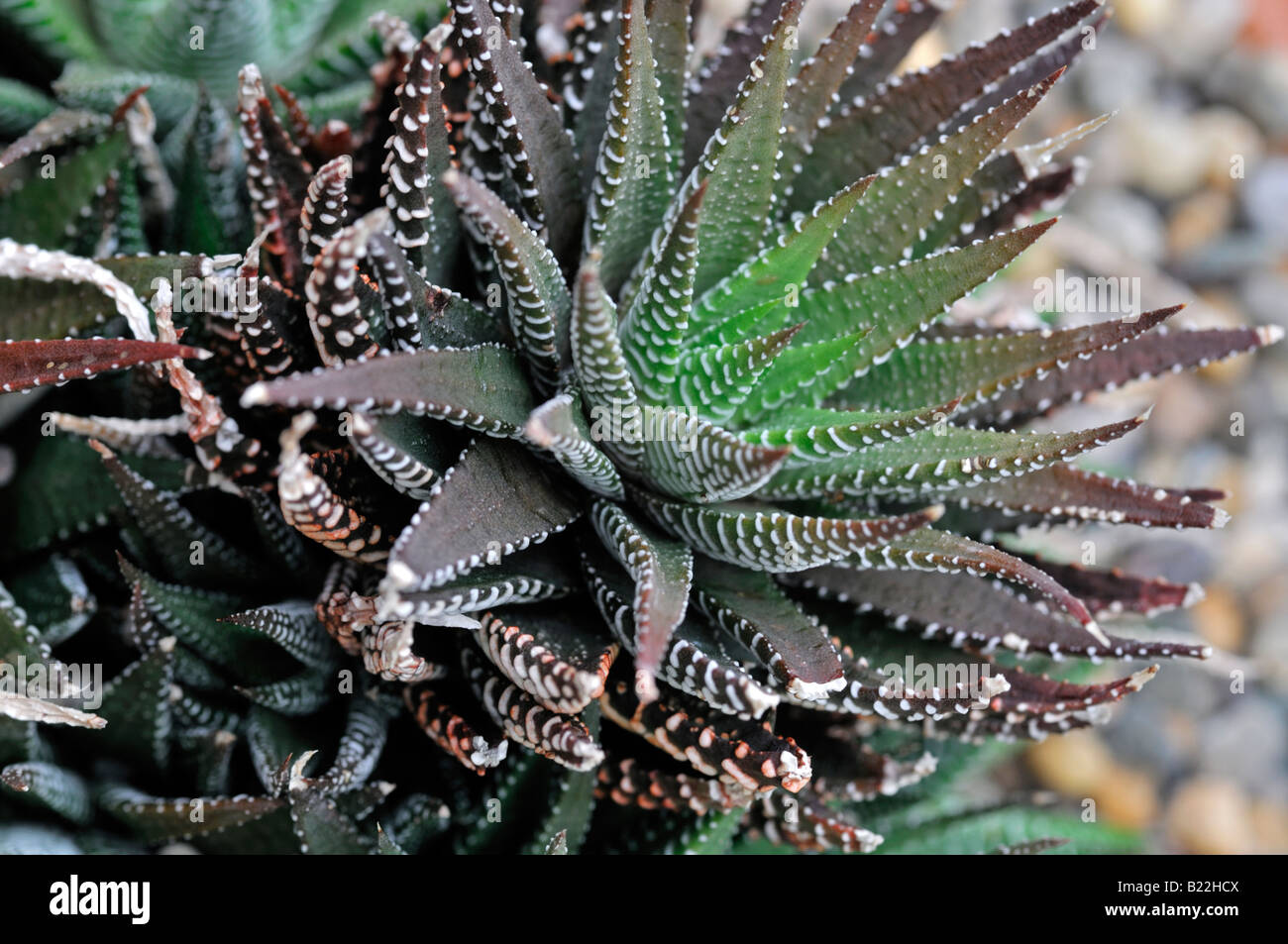 kaktus preis Kaufen Sie einen großen Euphorbia-Kaktus – Urbangreen main image 1