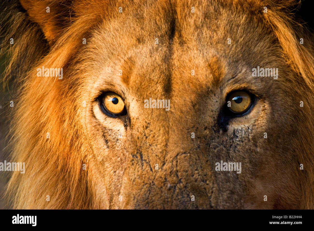 Ein Löwe im Etosha Nationalpark, Namibia Stockfoto
