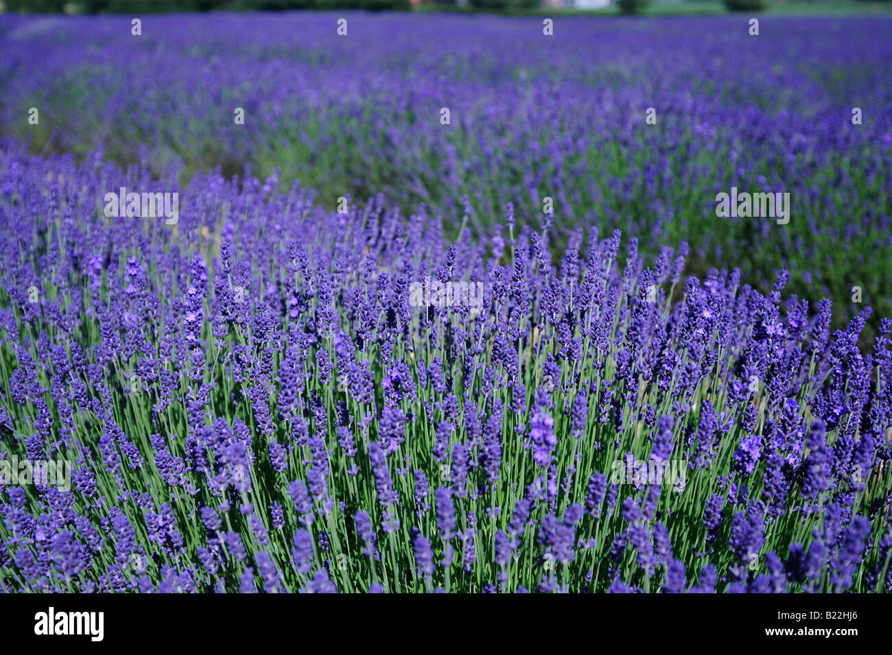 Lavendelfelder in Norfolk Stockfoto