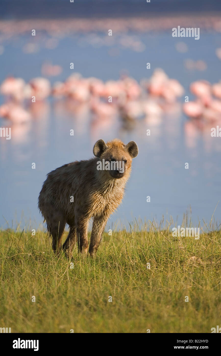Gefleckte Hyäne, Masai Mara, Afrika Stockfoto