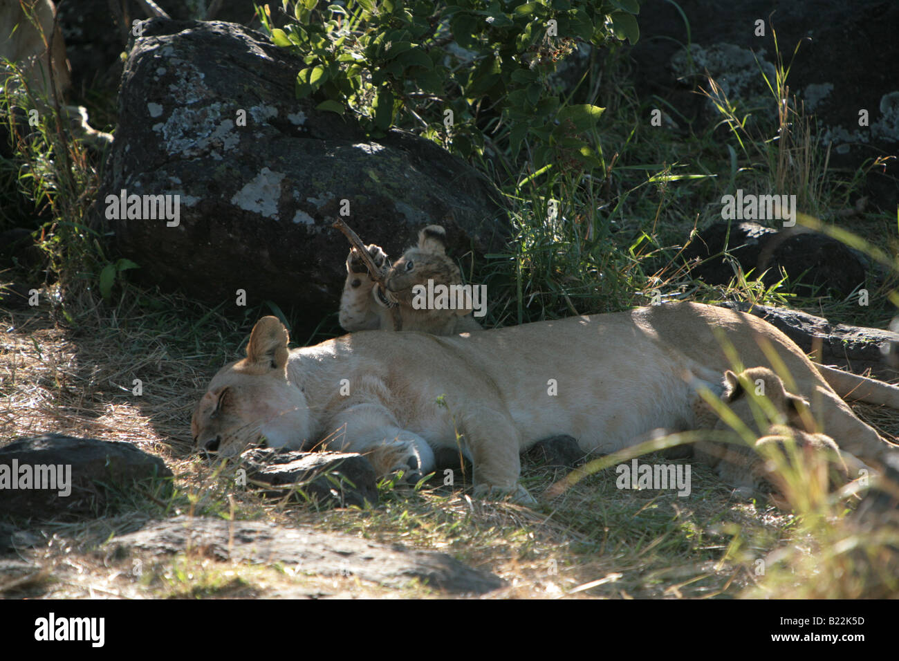 Eine Löwin und ihre jungen bei Sonnenaufgang in der Masai Mara Kenia Afrika. Stockfoto