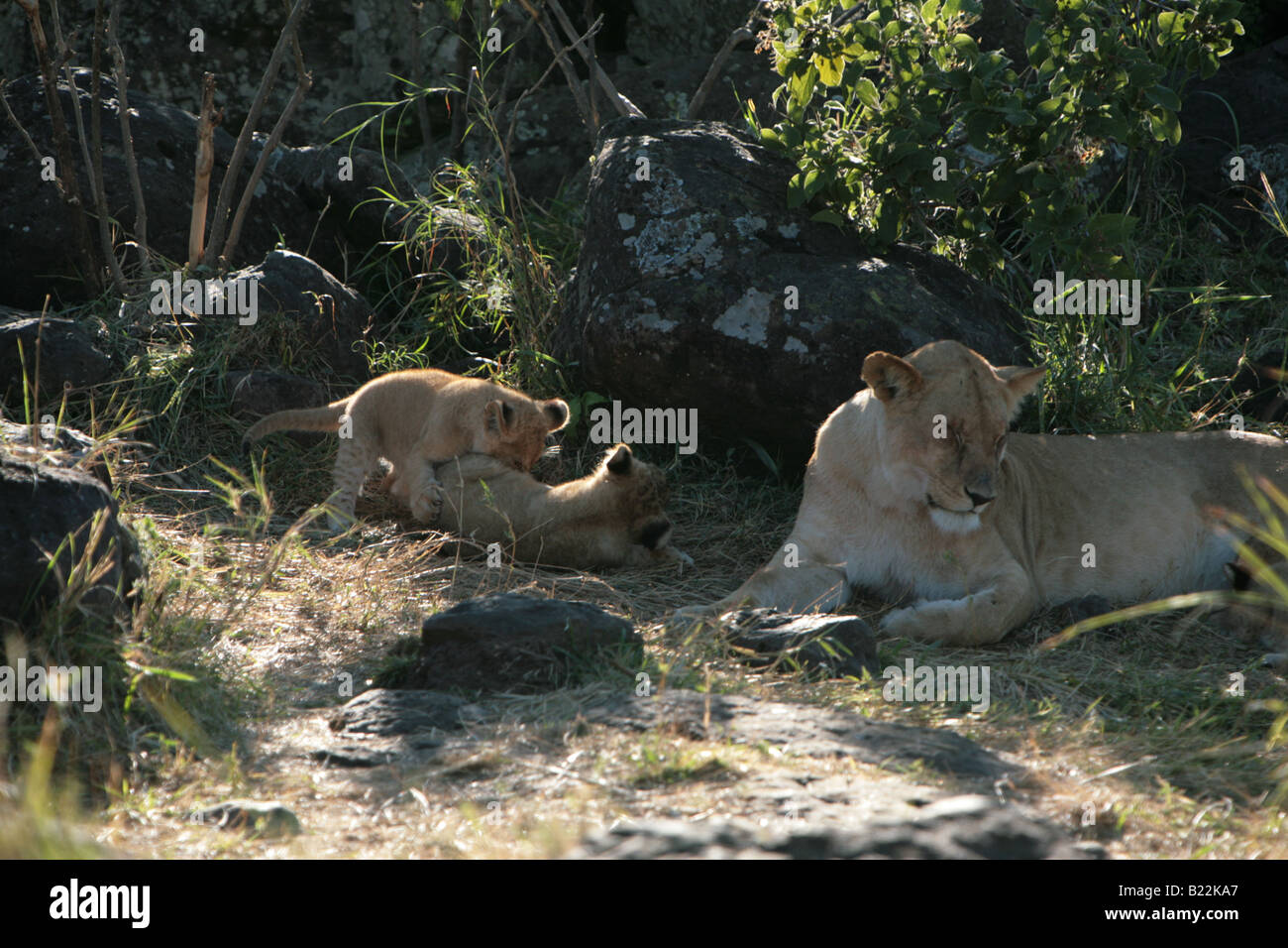 Eine Löwin und ihre jungen bei Sonnenaufgang in der Masai Mara Kenia Afrika. Stockfoto