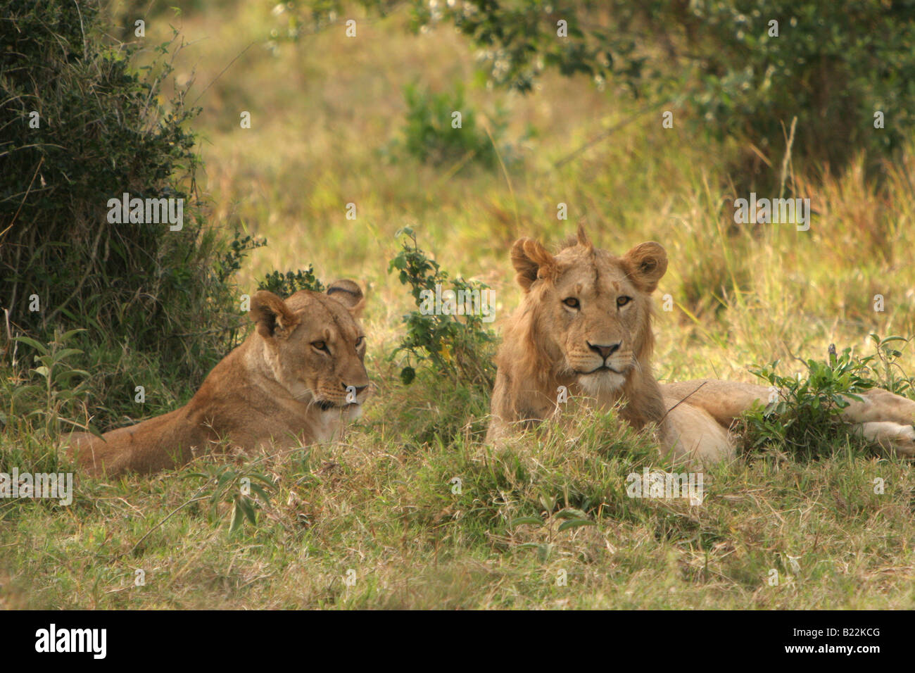 Ein junger Löwe und Löwin in die Masai Mara Kenia Afrika Stockfoto