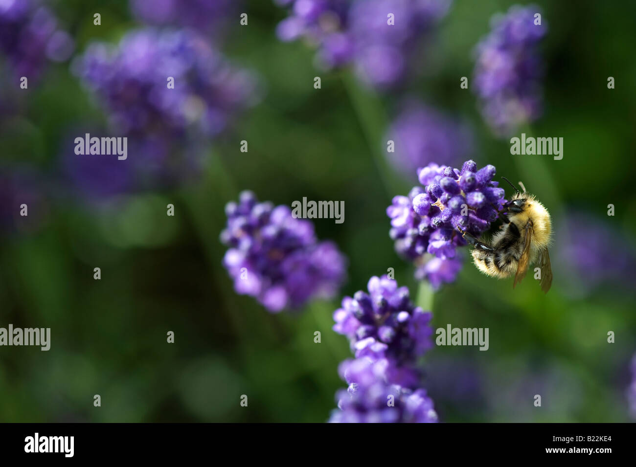 Hummel, Fütterung auf Lavendel Blumen. UK Stockfoto