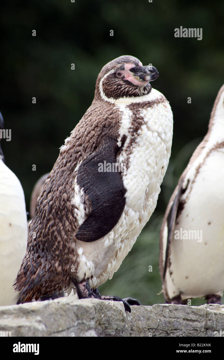 Humboldt-Pinguin [Chester Zoo, Chester, Cheshire, England, Großbritannien, Vereinigtes Königreich, Europa].                             . Stockfoto