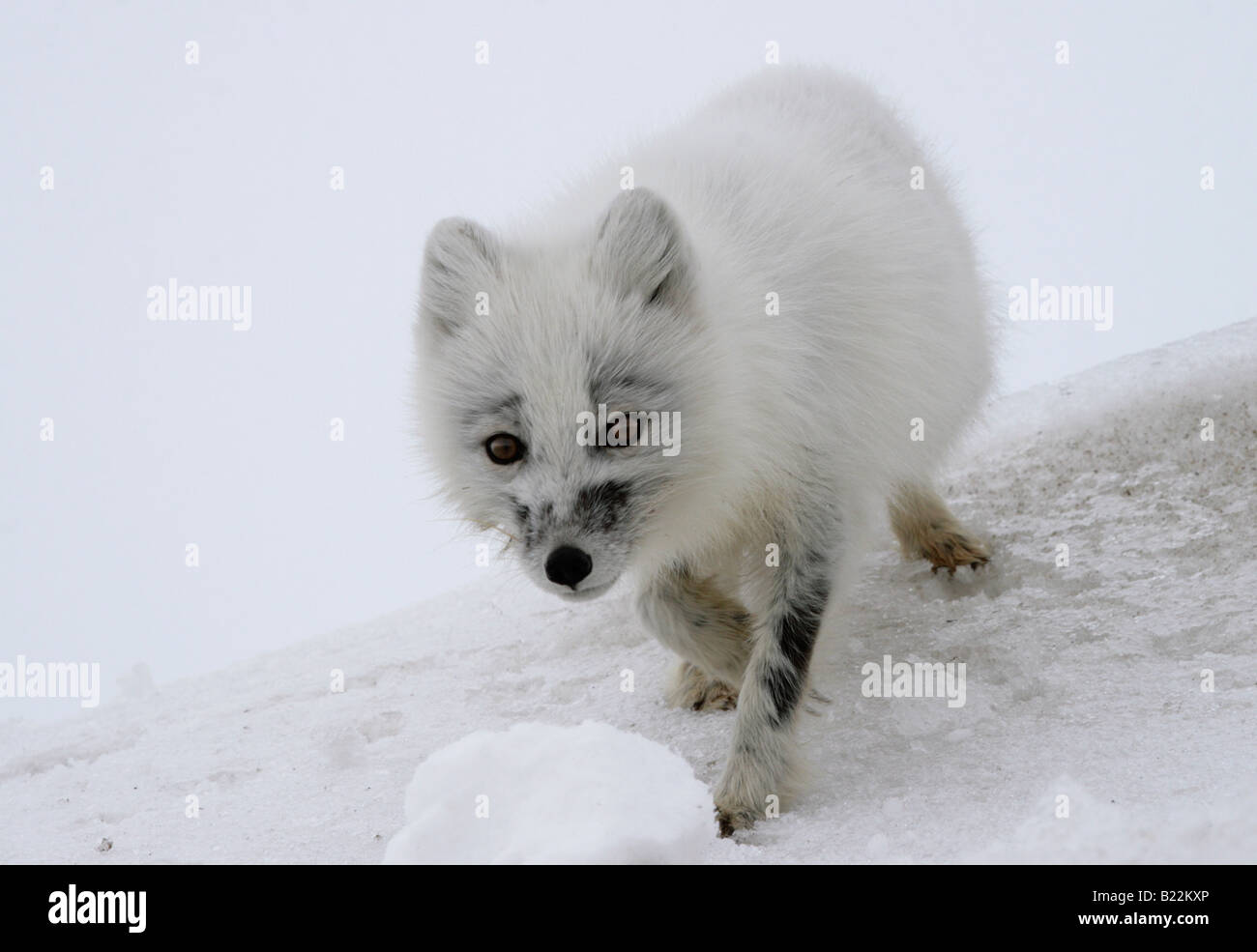 Polarfuchs am trüben Tag. Ende des Winters. Arktis, Kolguev Insel, Barents-See, Russland. Stockfoto