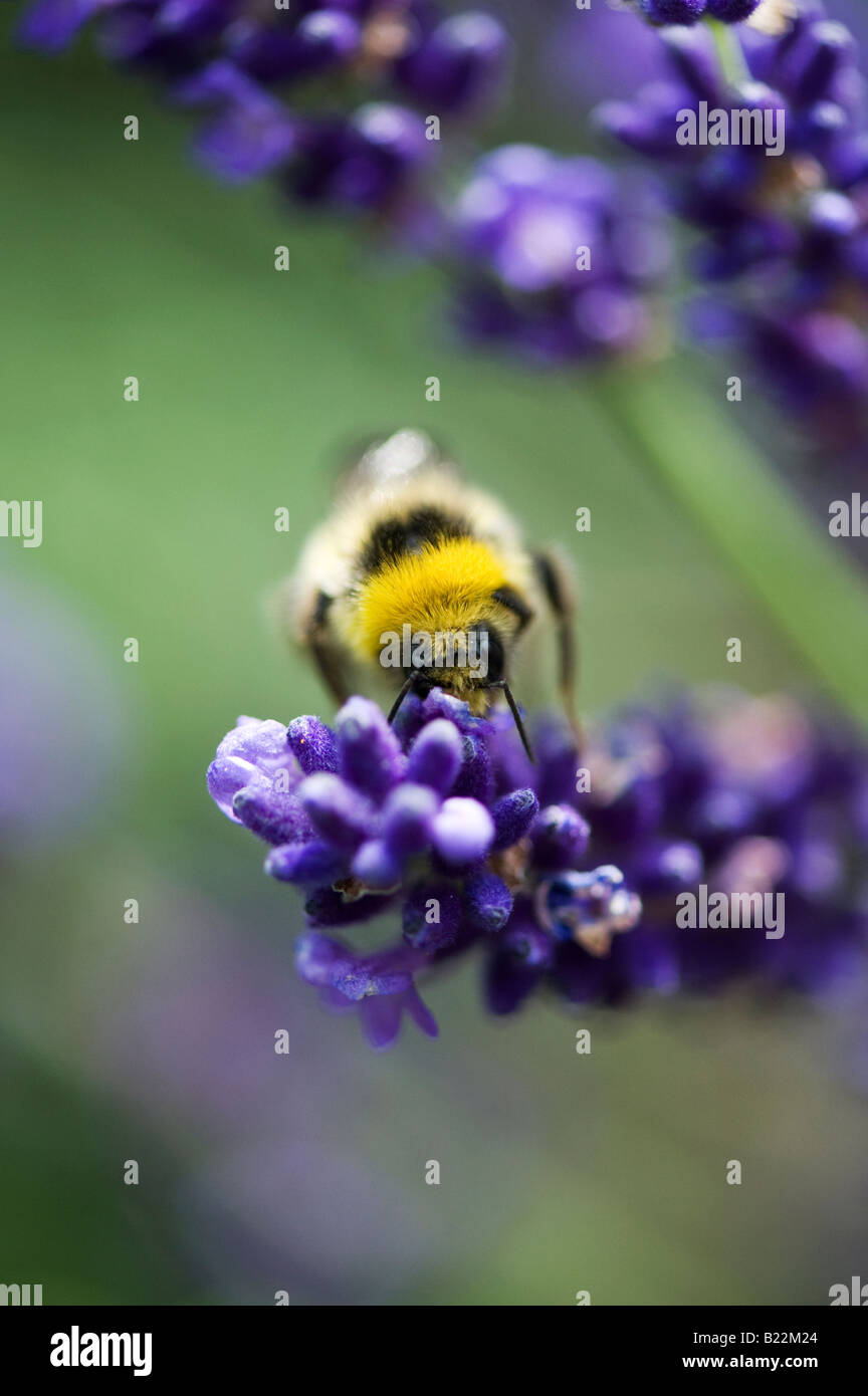 Hummel, Fütterung auf Lavendel in einem englischen Garten. UK Stockfoto