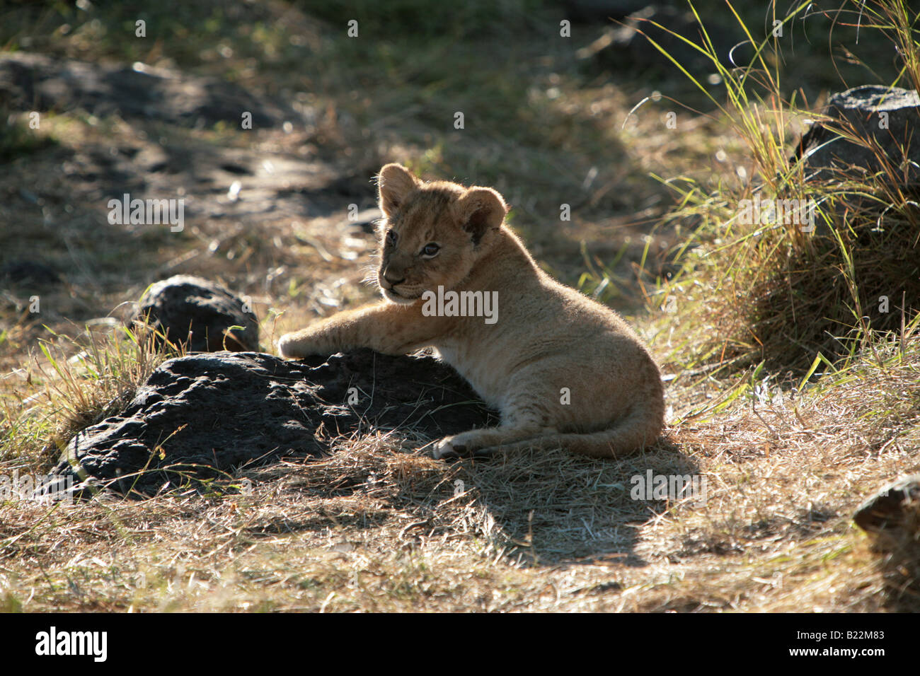 Lion Cub in der Masai Mara Kenia Afrika. Stockfoto