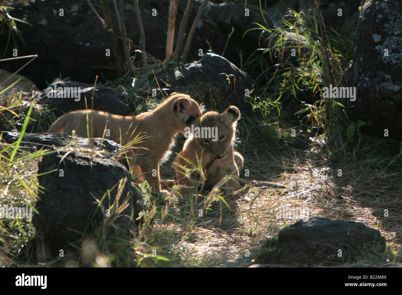 Löwenbabys spielen in der Masai Mara Kenia Afrika. Stockfoto
