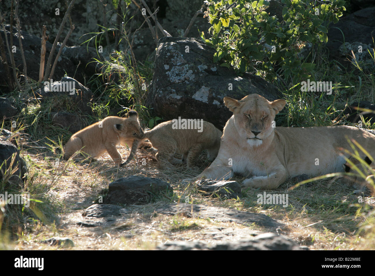 Eine Löwin und ihre jungen bei Sonnenaufgang in der Masai Mara Kenia Afrika. Stockfoto