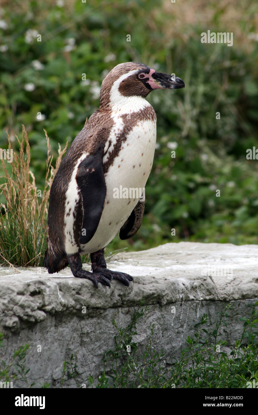 Humboldt-Pinguin [Chester Zoo, Chester, Cheshire, England, Großbritannien, Vereinigtes Königreich, Europa].                             . Stockfoto