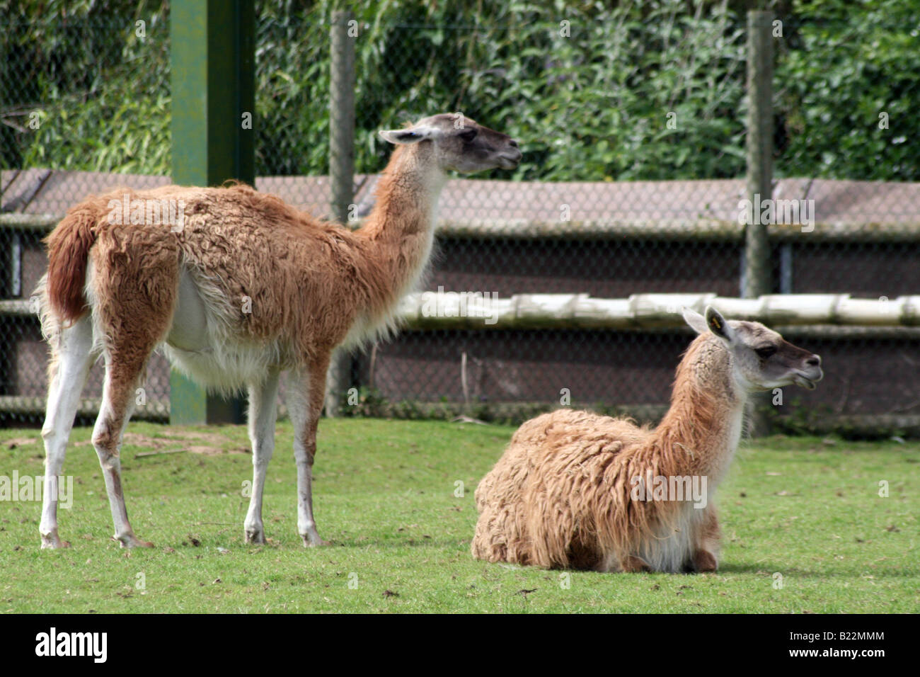 Lama Guanako (Lama Guanicoe) [Chester Zoo, Chester, Cheshire, England, Großbritannien, Vereinigtes Königreich, Europa].                . Stockfoto