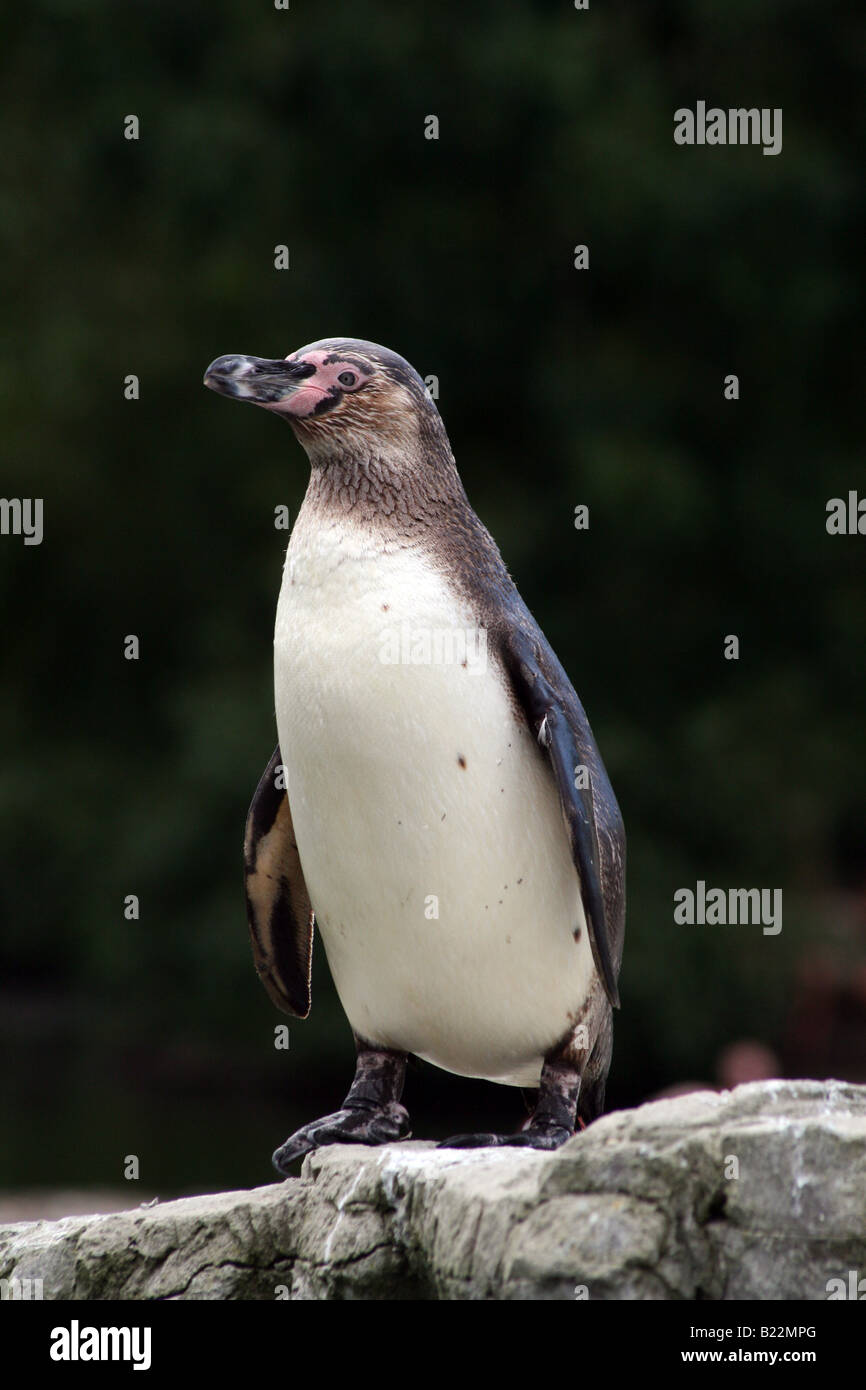 Humboldt-Pinguin [Chester Zoo, Chester, Cheshire, England, Großbritannien, Vereinigtes Königreich, Europa].                             . Stockfoto