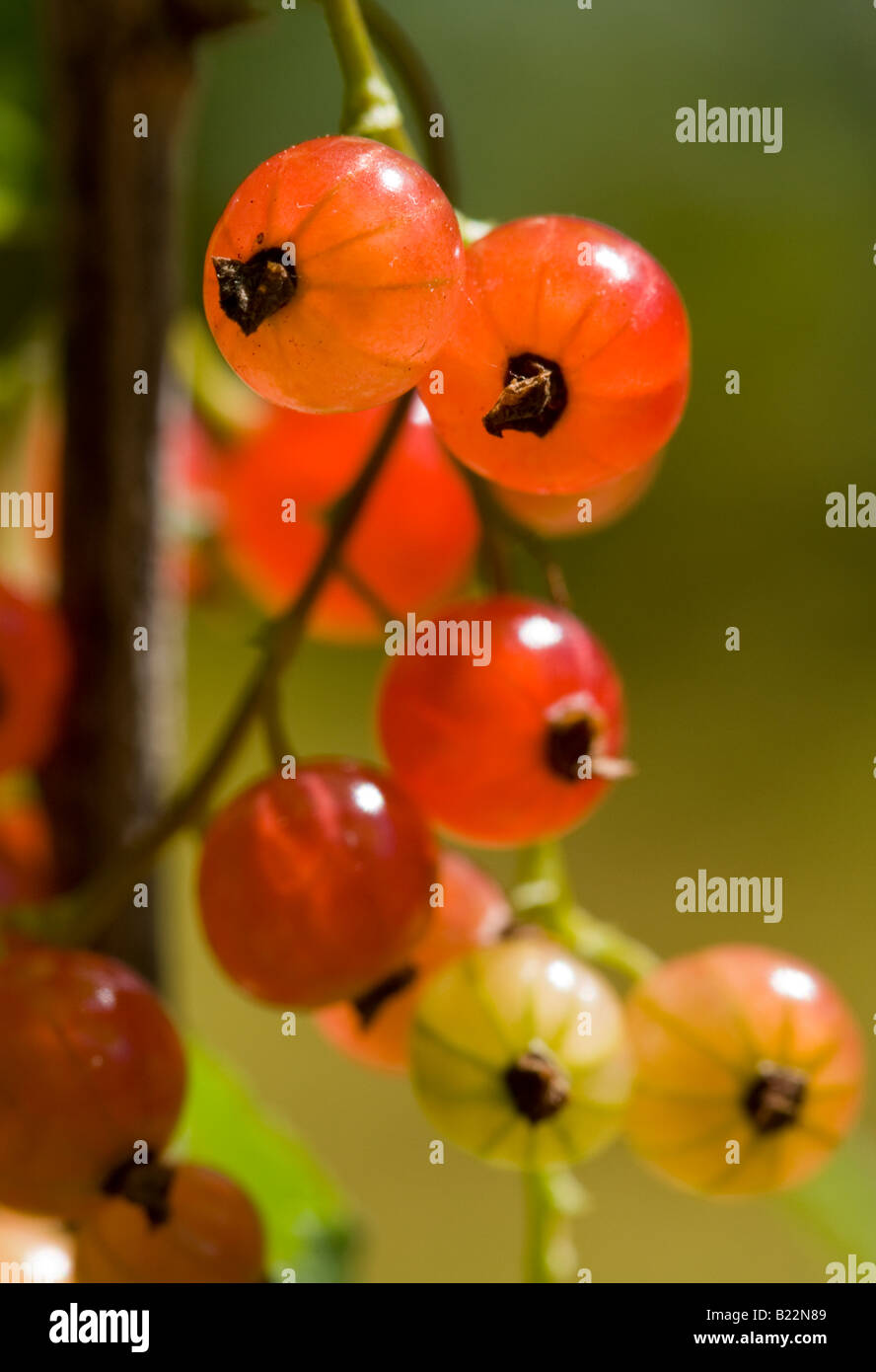 Reifen roten Johannisbeeren (Ribes Rubrum) Stockfoto