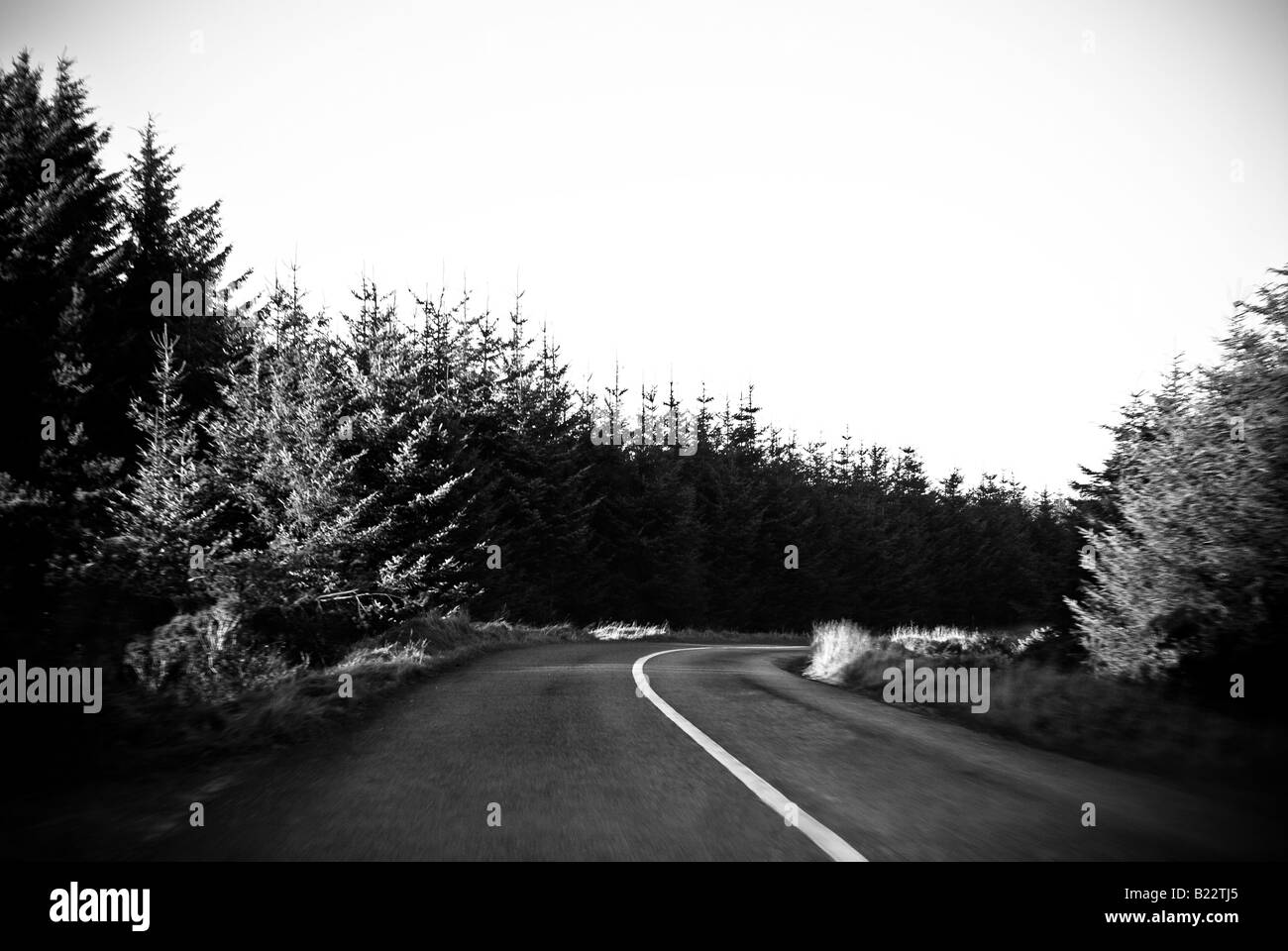 Isolierte Straße im Wald Stockfoto