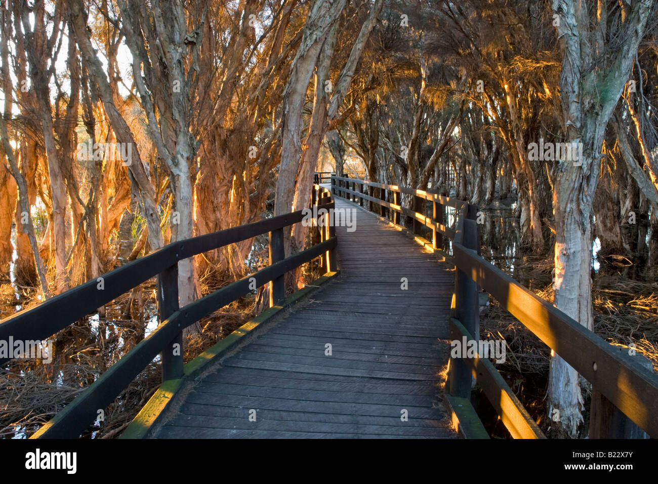 Die Olive Seymour Boardwalk durch Sumpf Paperbarks im Hirte Lake Regional Park in Perth, Western Australia Stockfoto