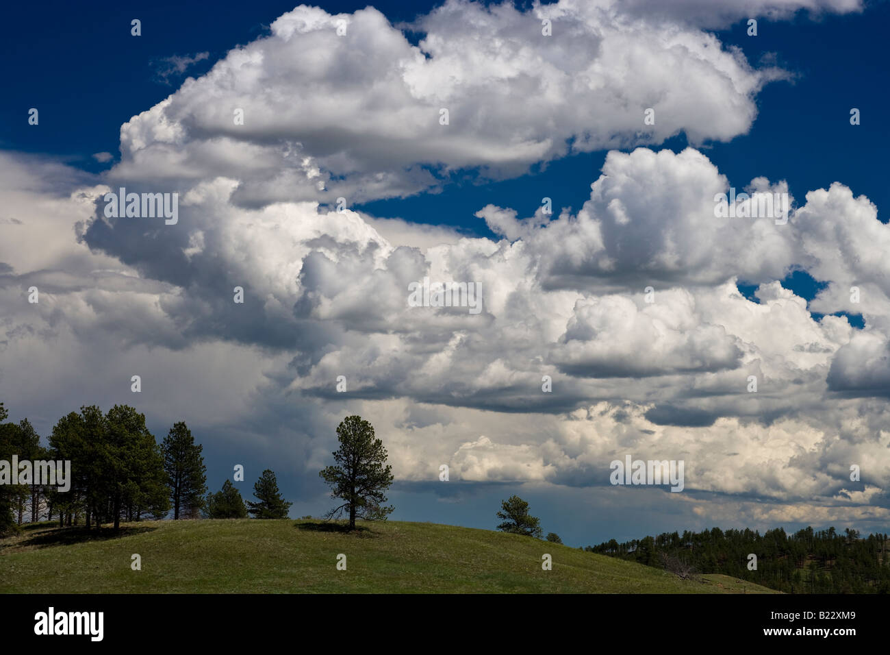 Cumulus Wolken über Custer State Park in South Dakota USA, durch Willard Clay/Dembinsky Foto Assoc Stockfoto
