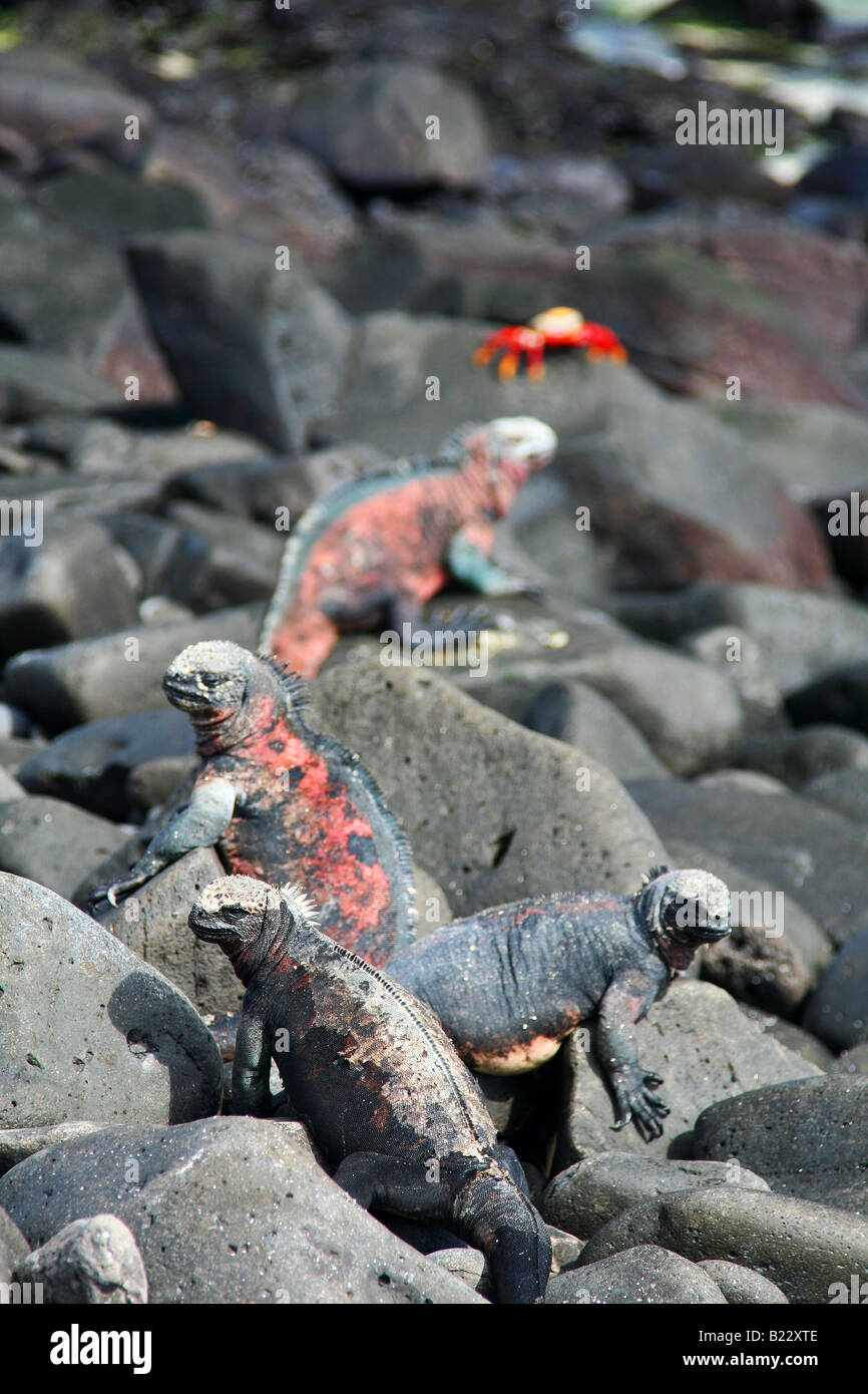 Leguane auf den Felsen am Espanola Insel, Galapagos Stockfoto