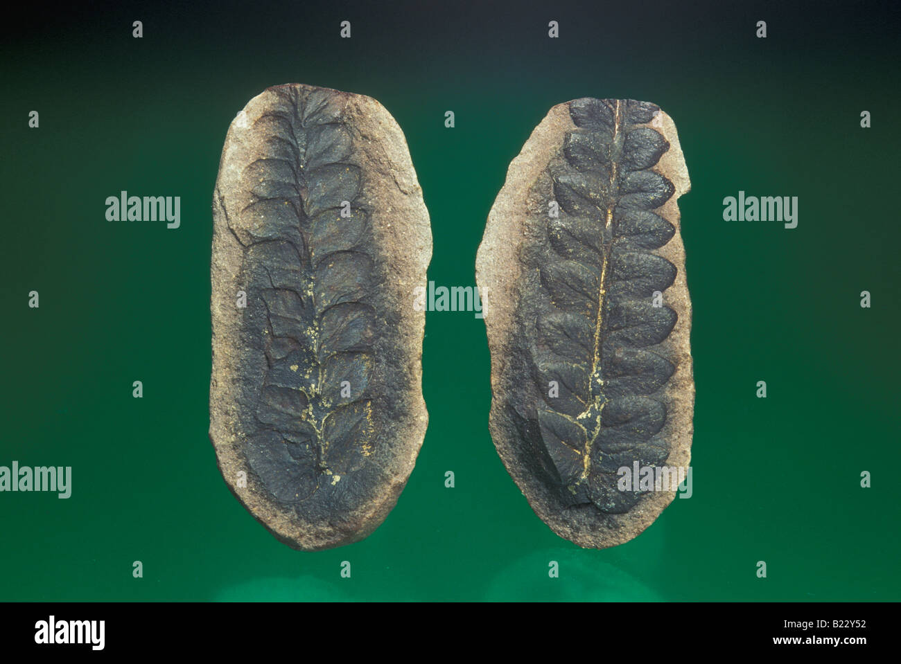 Fossil Fern Leaves Pecopteris sps, von Mark A Schneider/Dembinsky Photo Assoc Stockfoto